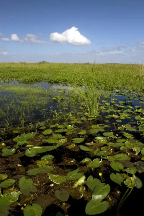 Framed Print : Water lilies and sawgrass in the Flordia everglades Framed Print : Water lilies and sawgrass in the Flordia everglades