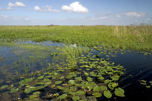 Water lilies and sawgrass in the Flordia everglades