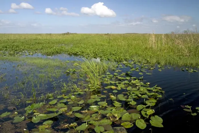 Framed Print : Water lilies and sawgrass in the Flordia everglades Framed Print : Water lilies and sawgrass in the Flordia everglades