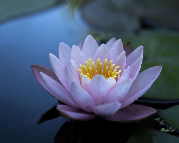 Water lily in calm water