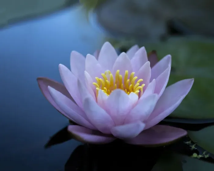 Framed Print : Water lily in calm water Framed Print : Water lily in calm water