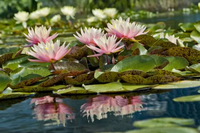 Framed Print : Water Lily and lilypads, Como Park Zoo and Conservatory, Minneapolis, Minnesota Framed Print : Water Lily and lilypads, Como Park Zoo and Conservatory, Minneapolis, Minnesota