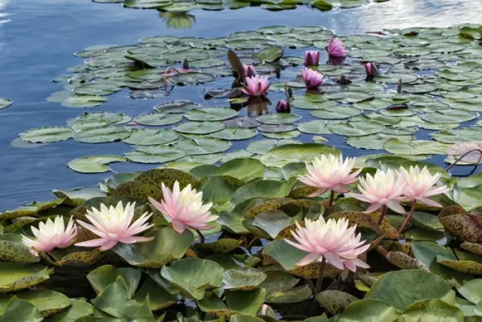 Framed Print : Water Lily and lilypads, Como Park Zoo and Conservatory, Minneapolis, Minnesota Framed Print : Water Lily and lilypads, Como Park Zoo and Conservatory, Minneapolis, Minnesota