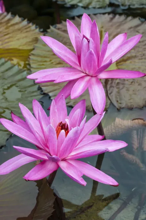 Framed Print : Water lily (Nymphaea rubra) at Nan Lian Garden, Kowloon, Hong Kong, China Framed Print : Water lily (Nymphaea rubra) at Nan Lian Garden, Kowloon, Hong Kong, China