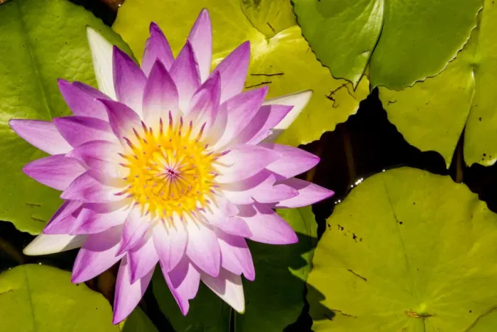 Framed Print : Water lily Puerto Vallarta Botanical Garden, Puerto Vallarta, Jalisco, Mexico