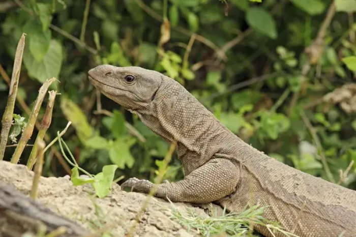 Framed Print : Water Monitor Lizard, Keoladeo National Park, India