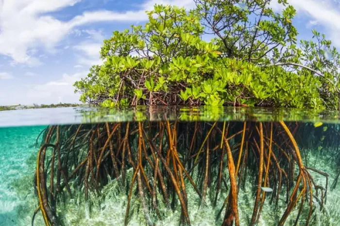 Framed Print : Above water and below water view of mangrove with juvenile snappper and jack Framed Print : Above water and below water view of mangrove with juvenile snappper and jack