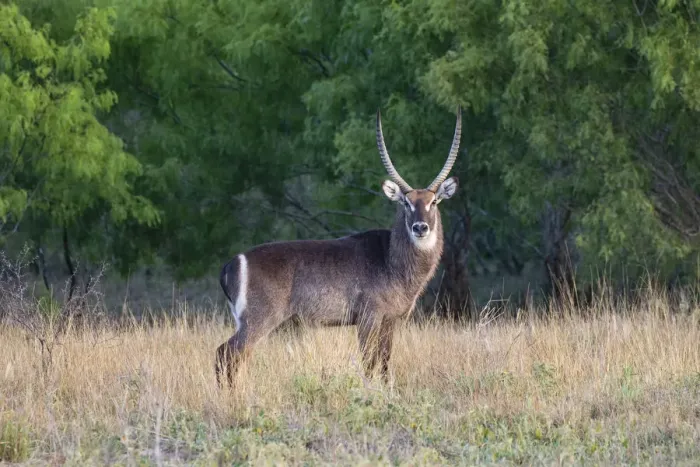 Framed Print : Waterbuck (Kobus ellipsiprymnus) in grassland