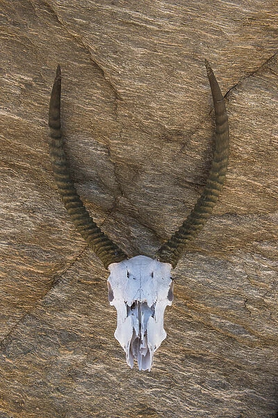 Waterbuck skull (Kobus ellipsiprymnus), Zimbabwe