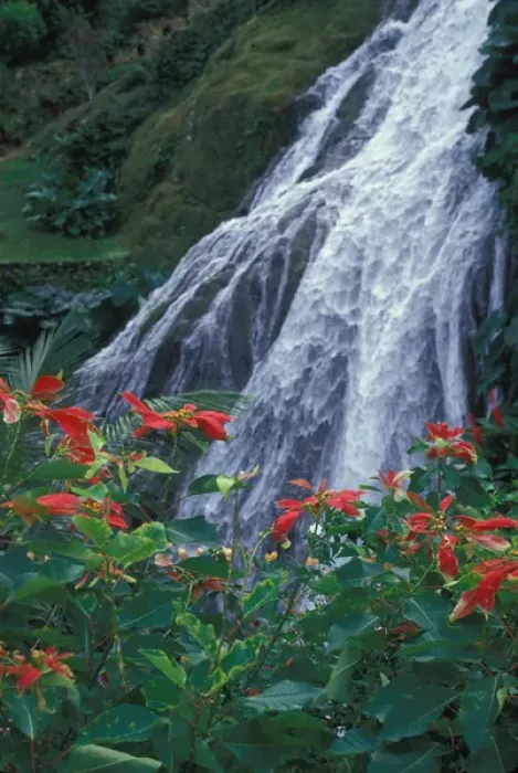 Framed Print : Waterfall. Caribbean, Jamaica, Waterfall, Ochos Rios, Shaw Park Gardens Framed Print : Waterfall. Caribbean, Jamaica, Waterfall, Ochos Rios, Shaw Park Gardens