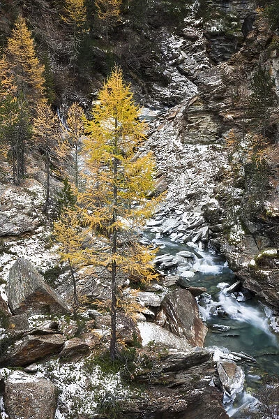Waterfall of creek Plimabach in valley martelltal with colorfull larch trees larix decidua in fall