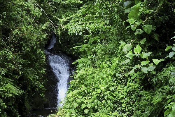Waterfall, Monteverde Cloud Forest, Costa Rica