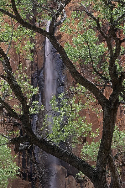 Waterfall plunges 1000 feet into Zion Canyon above Temple of Sinewava, Zion National Park