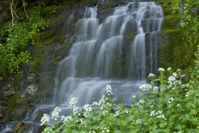 Framed Print : Waterfall and white wildflowers on Aspen Grove Trail, Mt