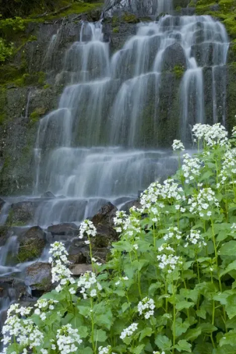 Framed Print : Waterfall and white wildflowers on Aspen Grove Trail, Mt Framed Print : Waterfall and white wildflowers on Aspen Grove Trail, Mt
