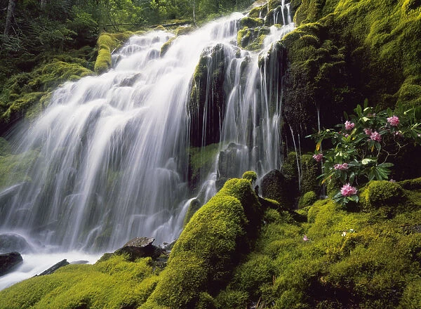 Waterfall and wild rhododendrons, Oregon