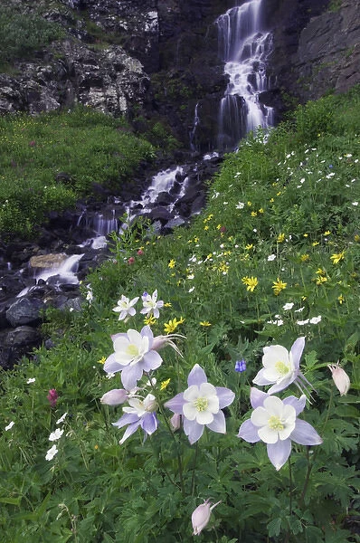 Waterfall and wildflowers in alpine meadow, Blue Columbine, Colorado Columbine, Aquilegia coerulea