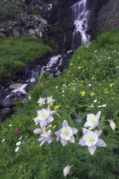 Framed Print : Waterfall and wildflowers in alpine meadow, Blue Columbine, Colorado Columbine, Aquilegia coerulea Framed Print : Waterfall and wildflowers in alpine meadow, Blue Columbine, Colorado Columbine, Aquilegia coerulea