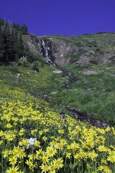 Waterfall and wildflowers in alpine meadow, Heartleaf Arnica, Arnica cordifolia, Ouray