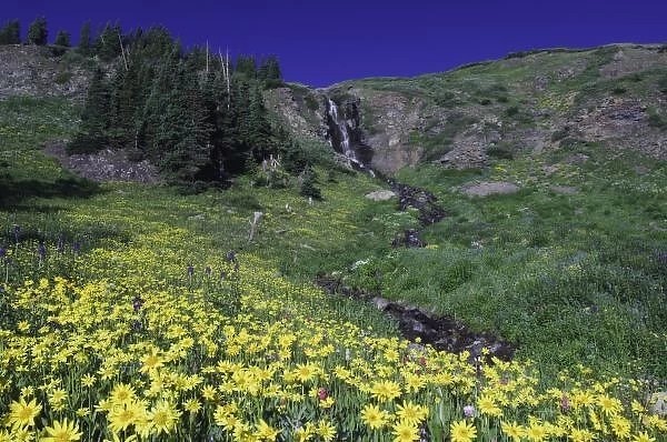 Waterfall and wildflowers in alpine meadow, Heartleaf Arnica, Arnica cordifolia, Ouray