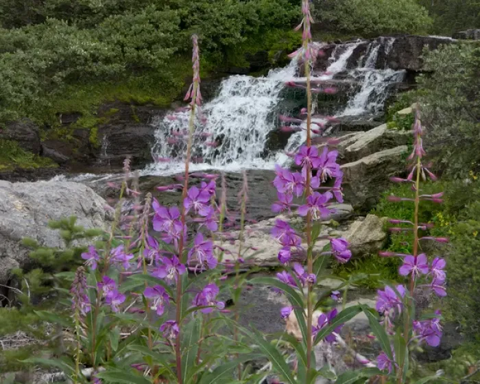 Framed Print : Waterfall behind Wildflowers. Glacier National Park. Montana. USA Framed Print : Waterfall behind Wildflowers. Glacier National Park. Montana. USA