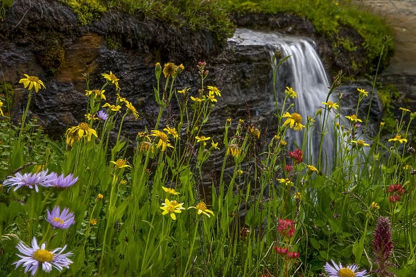 Waterfall behind Wildflowers. Glacier National Park. Montana. USA