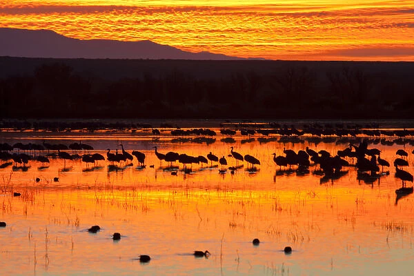 Waterfowl on roost at sunrise, Bosque del Apache National Wildlife Refuge, New Mexico