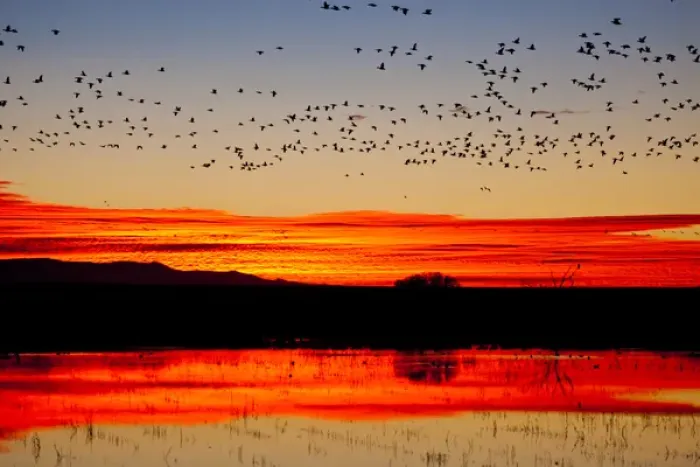 Framed Print : Waterfowl on roost at sunrise, Bosque del Apache National Wildlife Refuge, New Mexico Framed Print : Waterfowl on roost at sunrise, Bosque del Apache National Wildlife Refuge, New Mexico