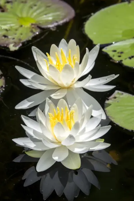 Framed Print : Waterlilies, USA Framed Print : Waterlilies, USA