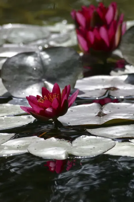 Framed Print : Waterlily