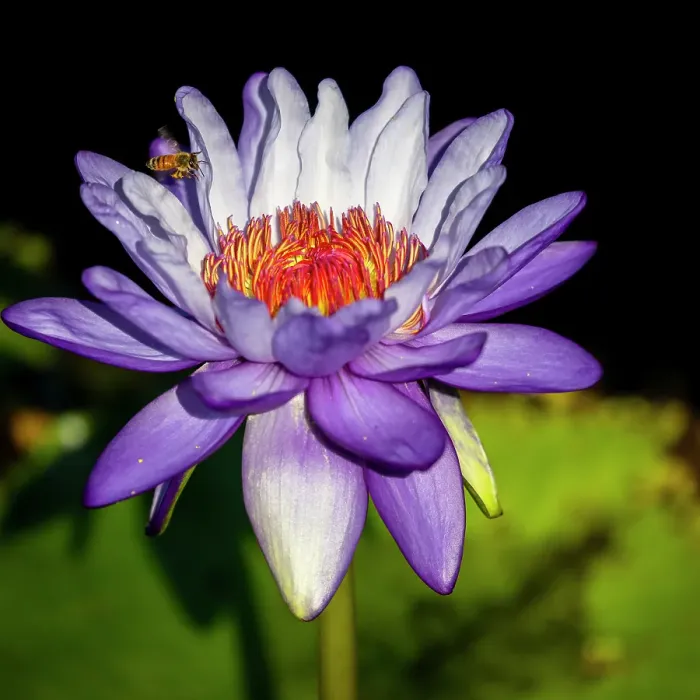 Framed Print : A waterlily emerges to show off it's beautiful purple bloom for a passing bee