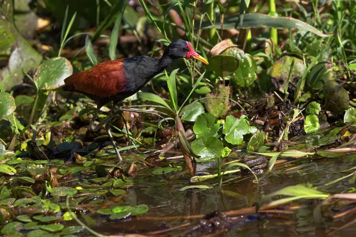 Framed Print : Wattled jacana wading through swampy terrain, Pantanal, Mato Grosso do Sul, Brazil, South America