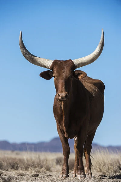 Watusi cattle, Private game ranch, Great Karoo, SOUTH AFRICA