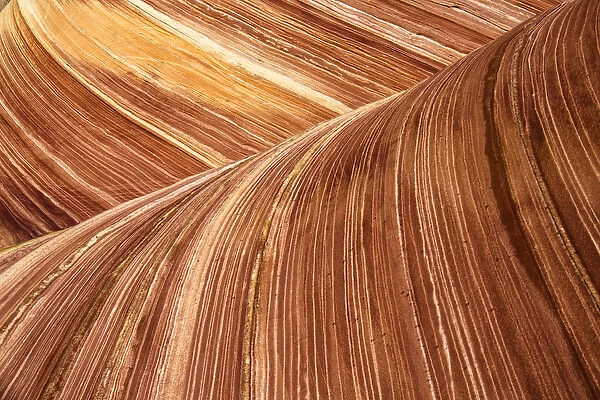 The Wave Abstract Zion Utah USA