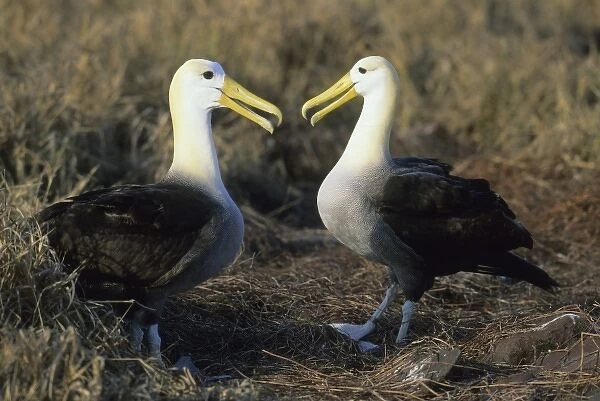 Waved Albatross, (Diomedea irrorata), courting pair, Hood Island, Galapagos