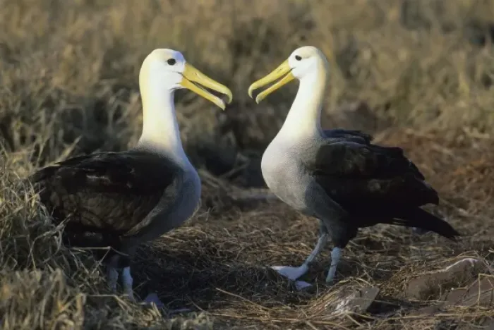 Framed Print : Waved Albatross, (Diomedea irrorata), courting pair, Hood Island, Galapagos Framed Print : Waved Albatross, (Diomedea irrorata), courting pair, Hood Island, Galapagos