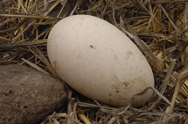 Waved albatross egg (Phoebastria irrorata) Espaola Island Galapagos Islands Ecuador