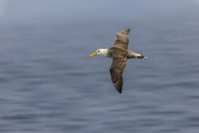 Framed Print : Waved albatross flying, Espanola Island, Galapagos Islands, Ecuador Framed Print : Waved albatross flying, Espanola Island, Galapagos Islands, Ecuador