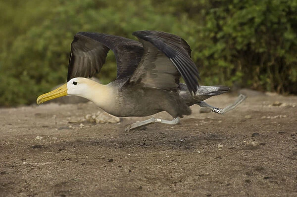 Waved Albatross (Phoebastria irrorata) Punta Cevallos, Espanola Island, GALAPAGOS