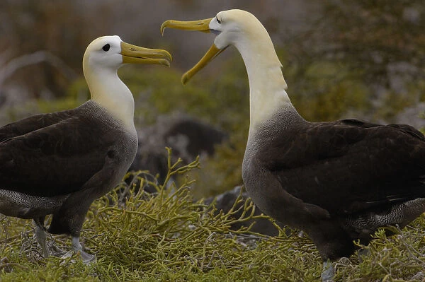 Waved albatross (Phoebastria irrorata) pair in courtship ritual which they perfect over the years