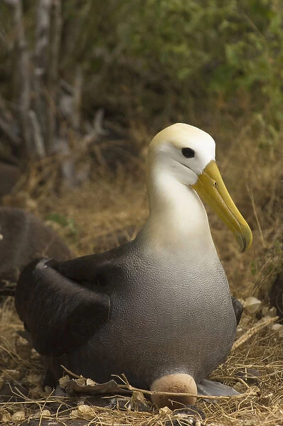 Waved Albatross (Phoebastria irrorata) sitting on egg Punta Suarez, Espaaa'ola Island