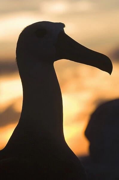 Waved Albatross (Phoebastria irrorata) Punta Cevallos, Espaaa'ola Island, GALAPAGOS