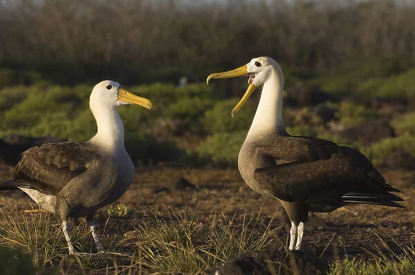 Waved Albatross (Phoebastria irrorata) Courtship Punta Cevallos, Espaaa'ola Island