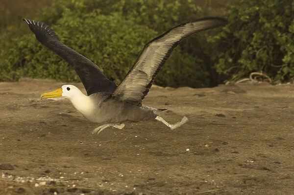 Waved Albatross (Phoebastria irrorata) Punta Cevallos, Espaaa'ola Island, GALAPAGOS