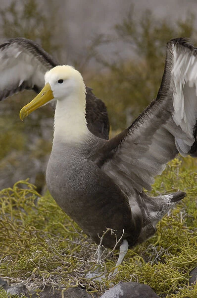 Waved albatross (Phoebastria irrorata) pair in courtship ritual which they perfect over the years