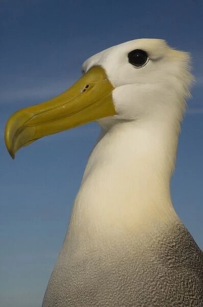 Waved Albatross (Phoebastria irrorata), close up, Punta Cevallos, EspaAnola Island
