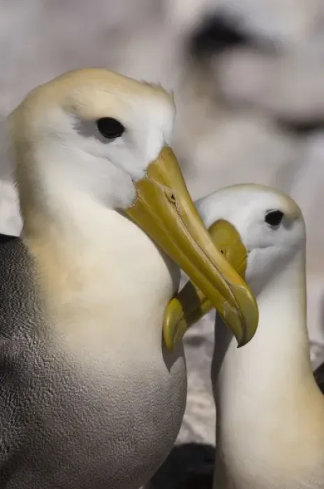 Framed Print : Waved Albatross (Phoebastria irrorata) Courtship, Punta Cevallos, Espanola Island