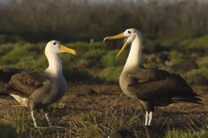 Framed Print : Waved Albatross (Phoebastria irrorata) Courtship Punta Cevallos, Espaaa'ola Island