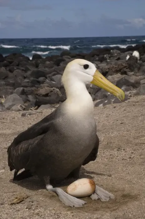 Framed Print : Waved Albatross (Phoebastria irrorata) with egg. Punta Cevallos, Espanola Island