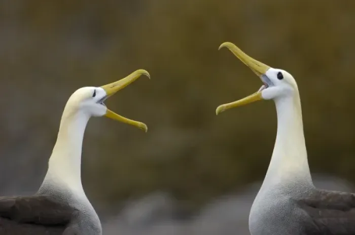 Framed Print : Waved albatross (Phoebastria irrorata) pair in courtship ritual which they perfect over the years